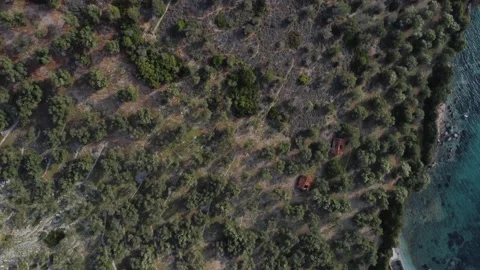 Old olive trees stretch along coast of Greek island Aerial top down Stock Footage 170099552