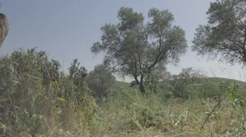 Old olive trees in a tracking shot Stock Footage 43868067