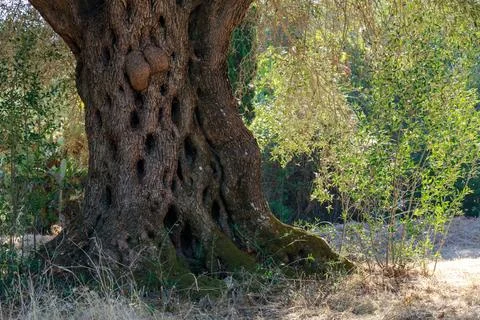 Old olive trees, tree trunk. Copy space Foto stock