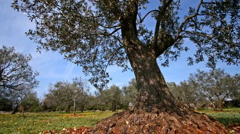 Old olivetree Stock Footage 2655068