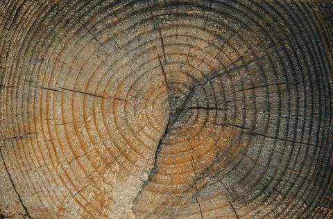 The old one cut the logs close-up. The texture of the log cut with cracks and Stock Photos