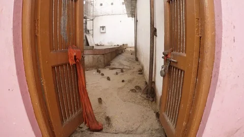 Old opened doors multitude of rats and mouses on floor Karni Mata Temple Deshnok Stock Footage 90758634
