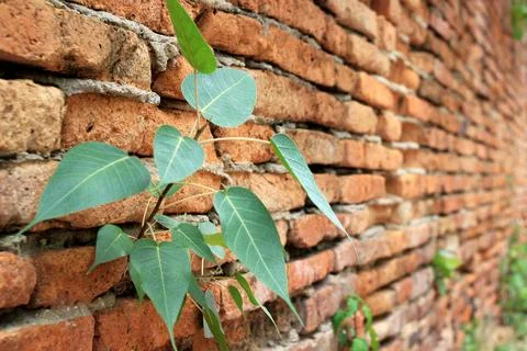 Old orange block brick wall backgrounds textures. Stock Photos