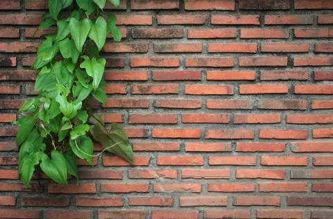 Old orange brick wall. Stock Photos