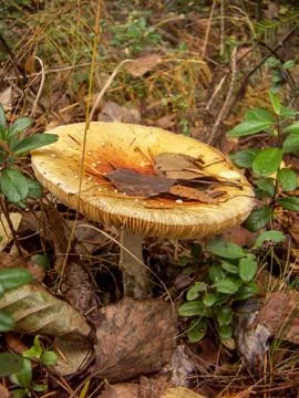 Old orange fly agaric Stock Photos