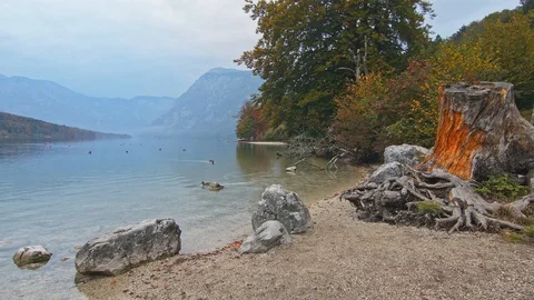 Old orange tree stump, rocks and stones on the lakeshore in the front. Stock Footage 119679987