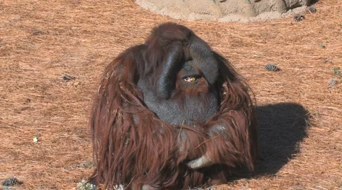 Old orangutan Stock Footage 1073283