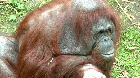 Old Orangutan Stock Footage 1075756