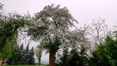 Old orchard 14 Stock Footage 168317613