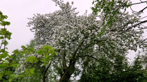 Old orchard 4 Stock Footage 168317541