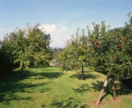 Old orchard Stock Photos