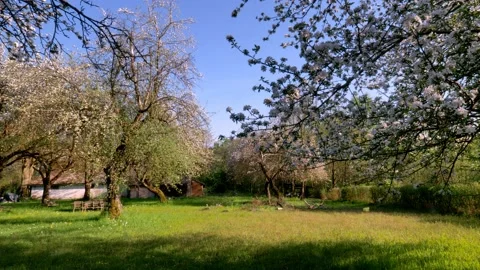 Old orchard1 Stock Footage 168318141