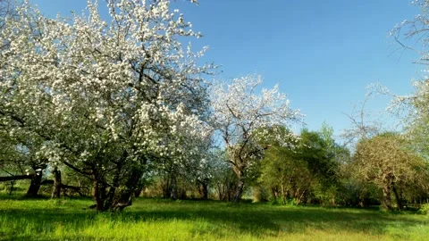Old orchard3 Stock Footage 168318306