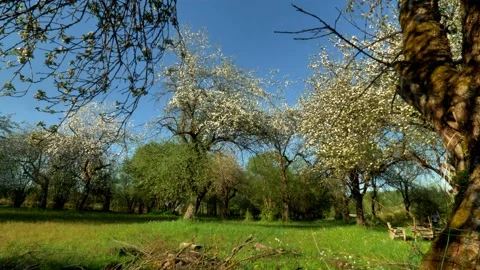 Old orchard5 Stock Footage 168318571