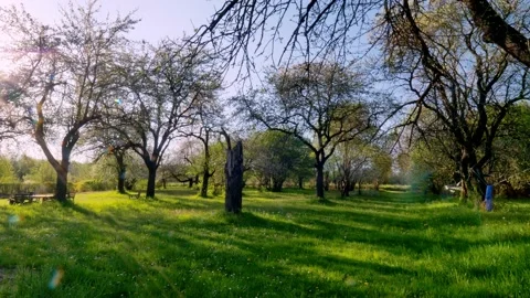 Old orchard8 Stock Footage 168318684