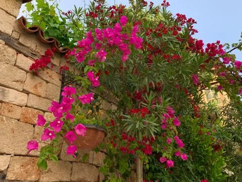 Old Ottoman time stone wall covered with pink bougainvillea in old town of An Photos