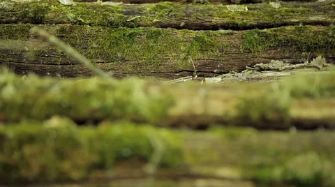 Old, overgrown logs Video stock 50491622