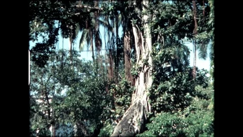 Old, overgrown tree Stock Footage 274088327