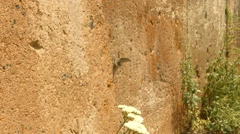 Old Overgrown Wall Stock Footage 53232670