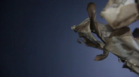 Old pacific map dolly 2 Stock Footage 45312367