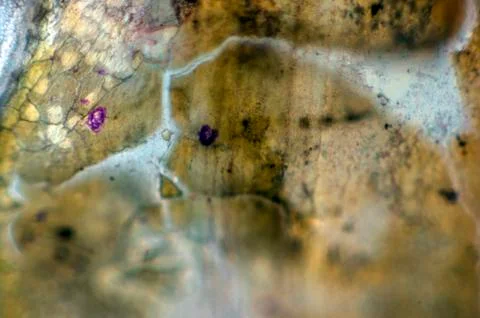 Old paint Foto stock