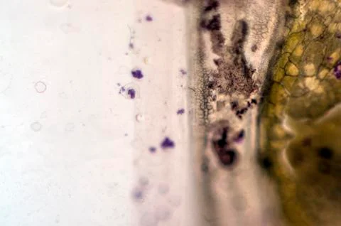 Old paint Foto stock