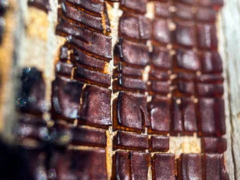 Old paint Stock Photos