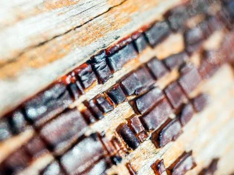 Old paint Foto stock