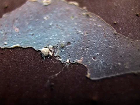 Old paint Stock Photos