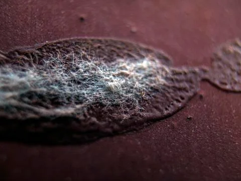 Old paint Foto stock