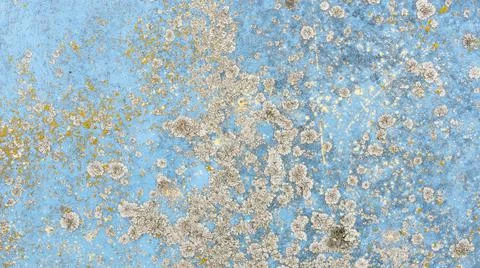 Old paint texture covered with gray mold. Stock Photos