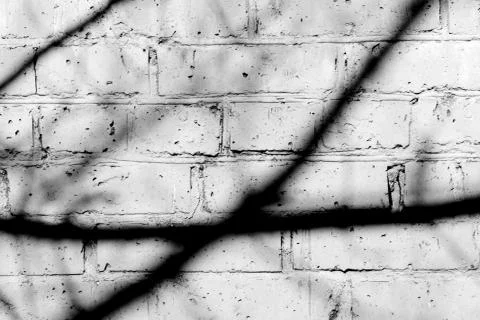 Old painted brick wall with shadows of branches on it on a sunny day. Black a Stock Photos