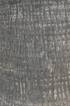Old palm tree bark. Background texture of tropical tree. Stock Photos
