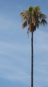 Old palm tree thin and tall against the blue midday sky Stock Photos