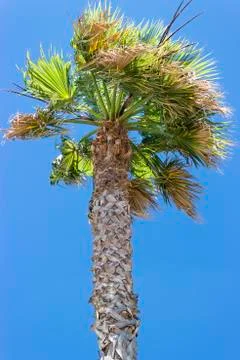 Old palm tree under the wind, blue sky 스톡 사진