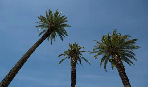 Old palm trees Stock Photos