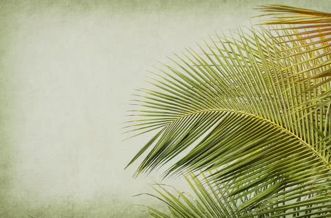 Old paper background with palm leaf Stock Photos