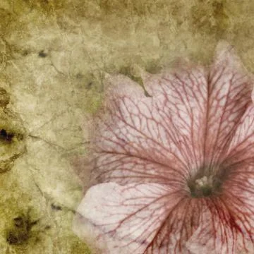 Old paper with floral pattern Stock Photos