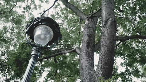 An old Paris lamppost and small brick building loom among green tree Stock Footage 101303140