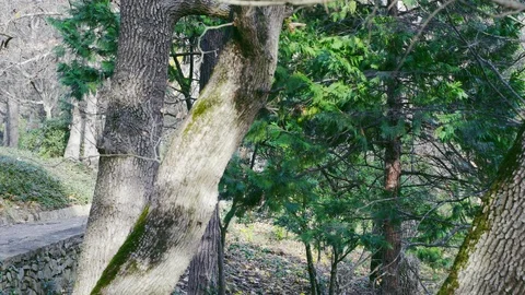 Old park at the beginning of winter Stock Footage 99701494