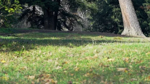 Old park at the beginning of winter Stock Footage 99701542