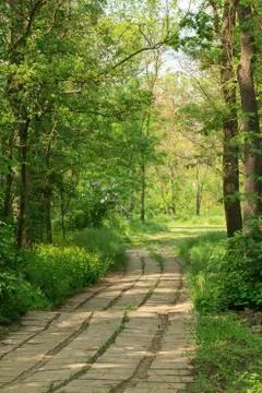 Old park path Photos