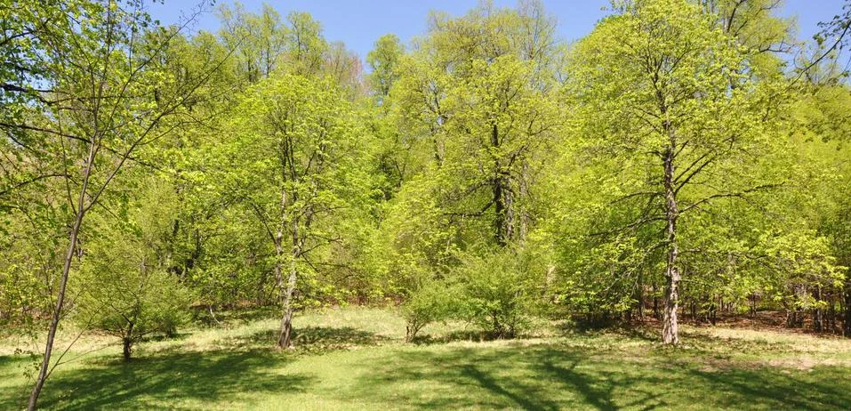 Old park Foto stock
