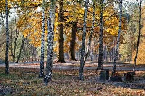 Old park 스톡 사진