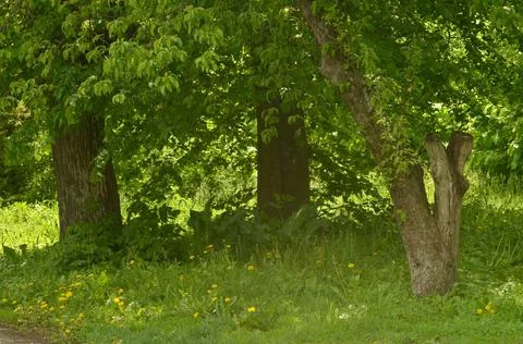 Old park in spring Stock Photos