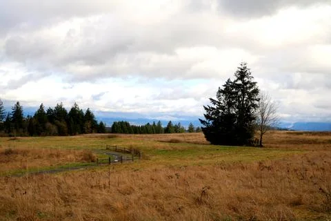 An old path in a field of dead grass with white clouds above Stock Photos
