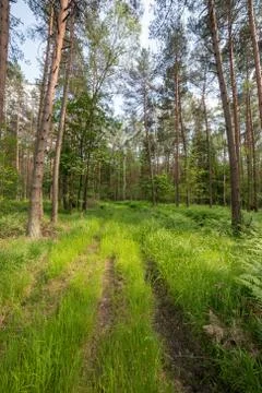 Old path in spring forest Stock Photos