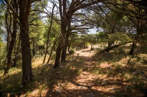 Old path through the coniferous forest to old abandoned fort of Sutomore village Stock Photos