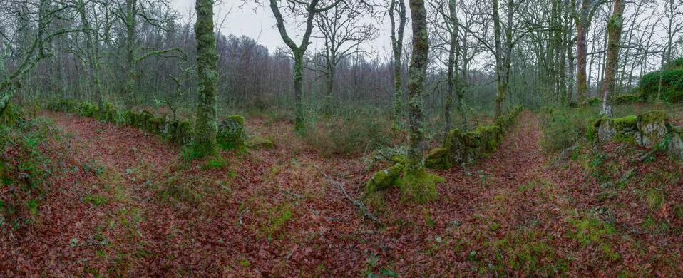 Old paths through oak forests Stock Photos