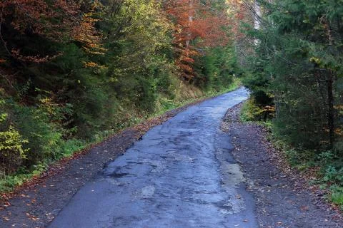 Old pathway in forest Stock Photos